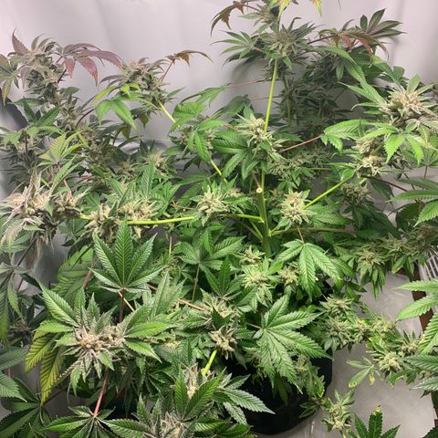 Gorilla Zkittlez growlog photo: Top half harvest