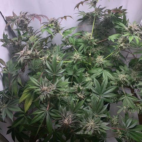 Gorilla Zkittlez growlog photo: Top half harvest