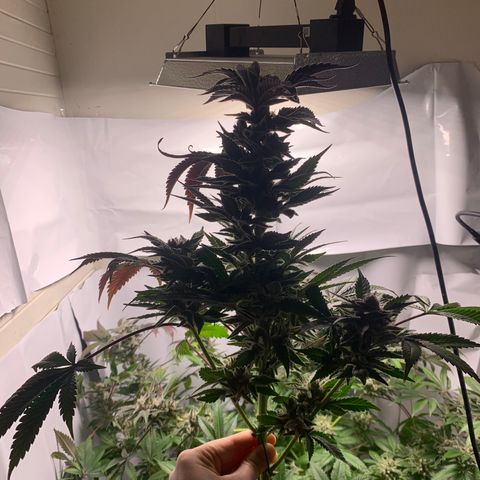 Gorilla Zkittlez growlog photo: Top half harvest