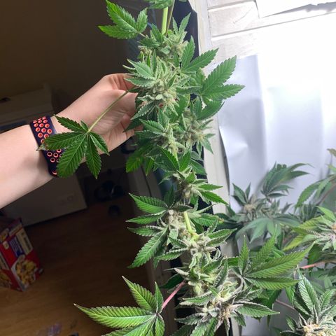 Gorilla Zkittlez growlog photo: Top half harvest