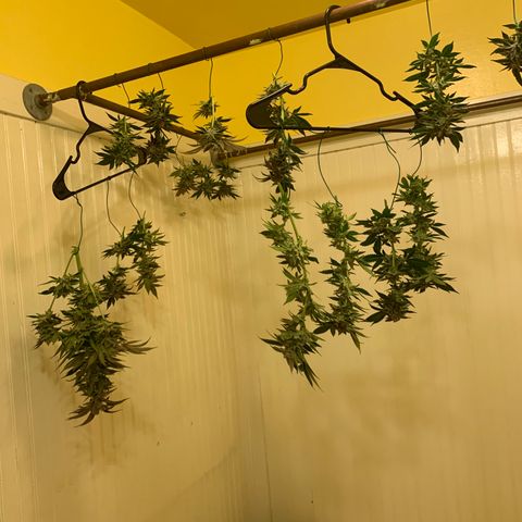 Gorilla Zkittlez growlog timeline photo