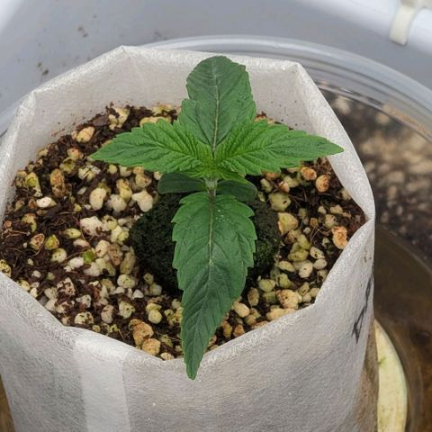 Double Grape growlog timeline photo