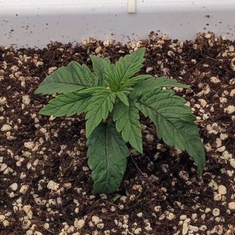 MephistO'z growlog timeline photo