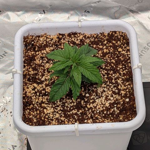 MephistO'z growlog timeline photo