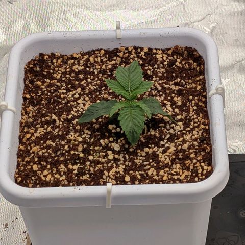 Double Grape growlog timeline photo
