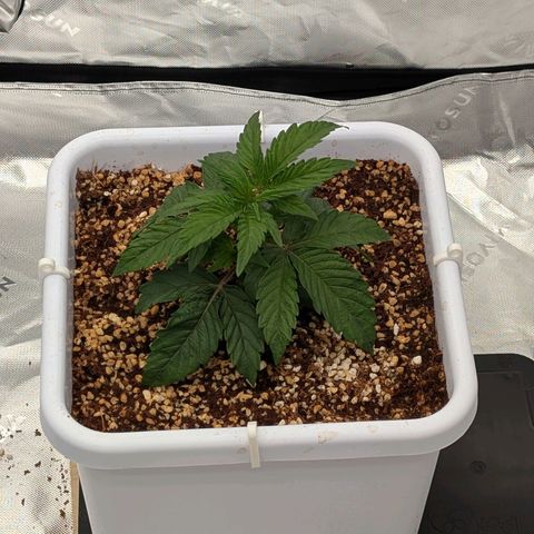 MephistO'z growlog timeline photo