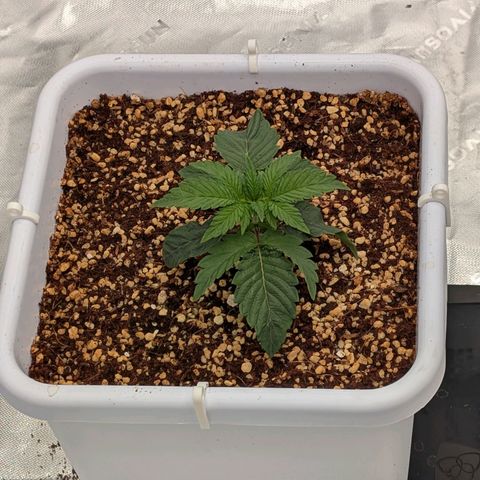 Double Grape growlog timeline photo