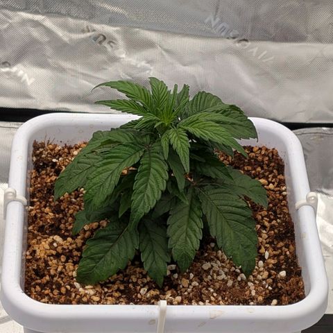MephistO'z growlog timeline photo