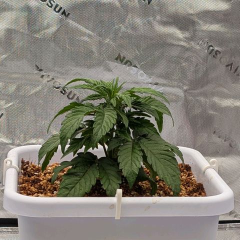 MephistO'z growlog timeline photo