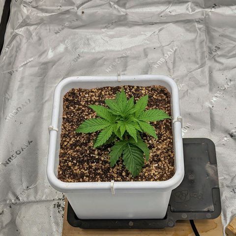 Double Grape growlog timeline photo