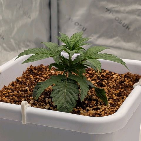 Double Grape growlog timeline photo