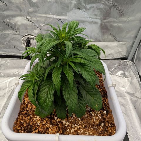 MephistO'z growlog photo: Pre-flower/early Flower