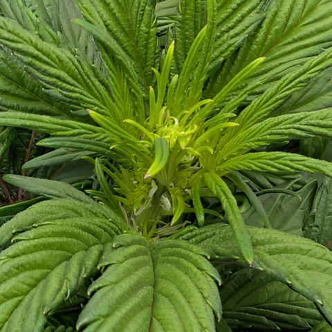 MephistO'z growlog photo: Pre-flower/early Flower