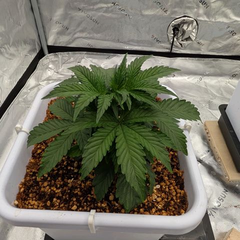 Double Grape growlog timeline photo