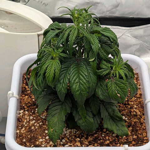 MephistO'z growlog photo: Definitely suffering from something. The PH of the run was pretty high. Starting to see possible signs of magnesium deficiency, but the pH could be contributing to nutrient lock out. 
