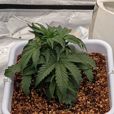 Double Grape growlog photo: What issue that is plaguing the Mephistoz is affecting this Double Grape. Ph was high in the run off, so I dropped the pH at the reservoir 