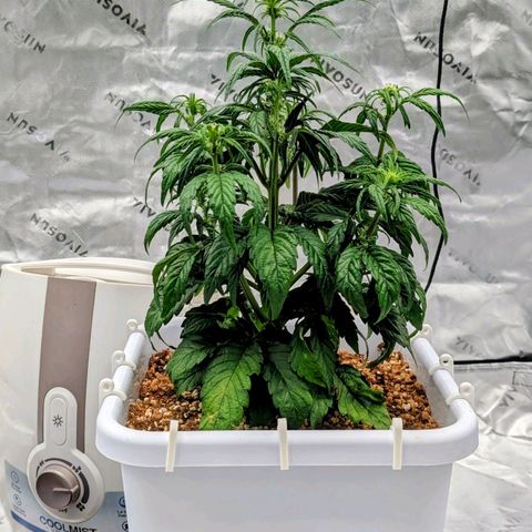 MephistO'z growlog timeline photo