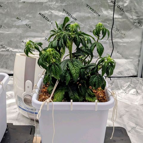 MephistO'z growlog timeline photo