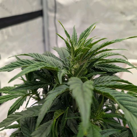 Double Grape growlog timeline photo