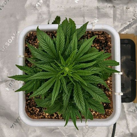 Double Grape growlog timeline photo