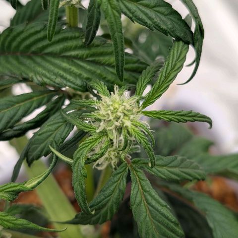 MephistO'z growlog timeline photo