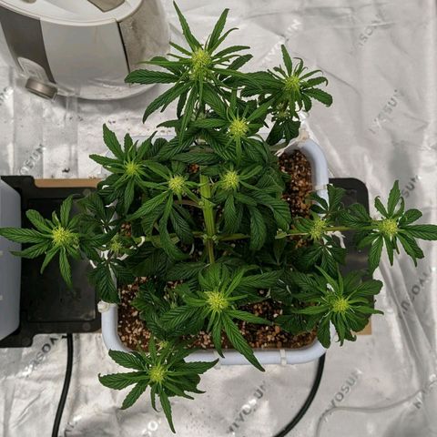 MephistO'z growlog timeline photo