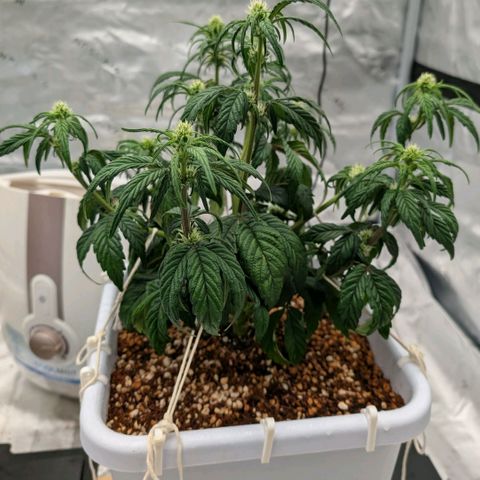 MephistO'z growlog timeline photo