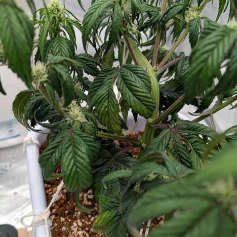 MephistO'z growlog timeline photo