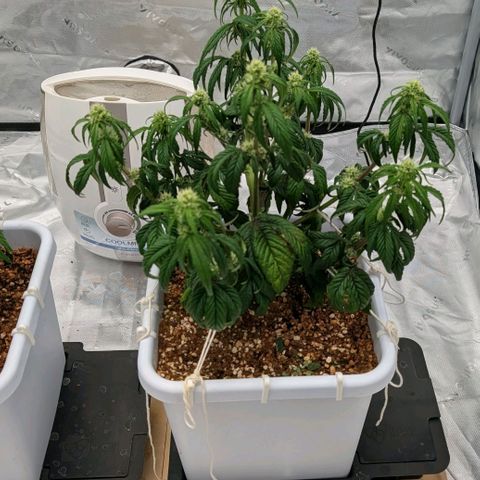 MephistO'z growlog timeline photo