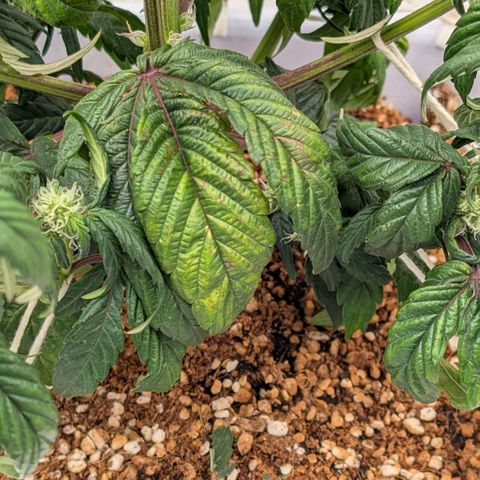MephistO'z growlog timeline photo