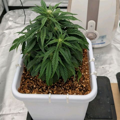Double Grape growlog timeline photo