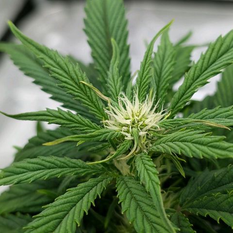 Double Grape growlog timeline photo
