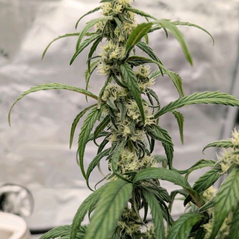 MephistO'z growlog timeline photo