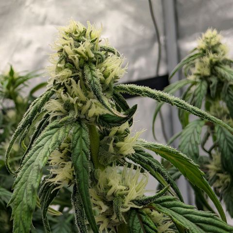 MephistO'z growlog timeline photo