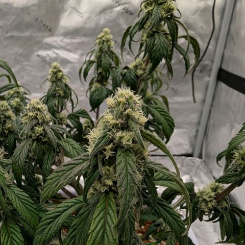 MephistO'z growlog timeline photo