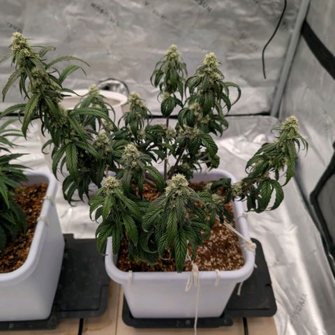 MephistO'z growlog timeline photo