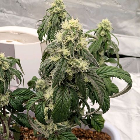 MephistO'z growlog timeline photo