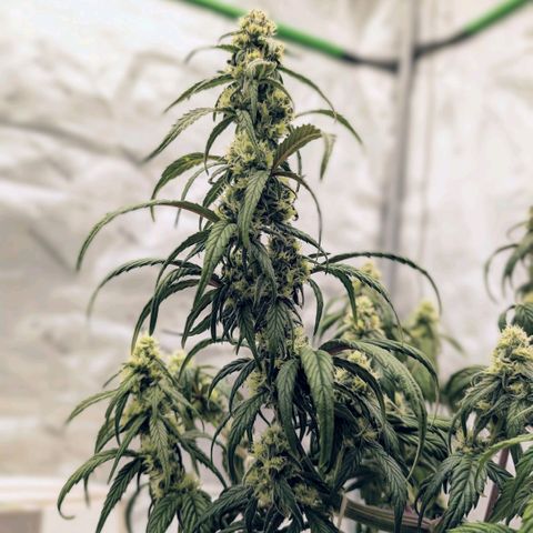 MephistO'z growlog timeline photo