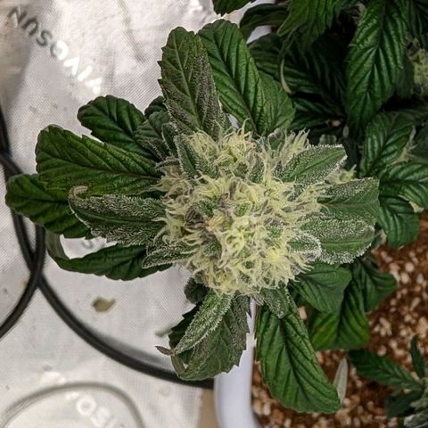 MephistO'z growlog timeline photo