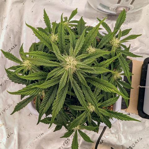 Double Grape growlog timeline photo