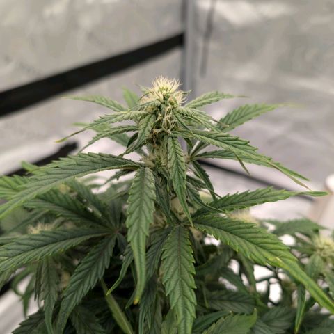 Double Grape growlog timeline photo