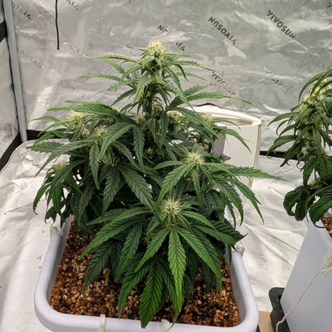 Double Grape growlog timeline photo