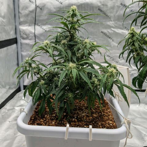 Double Grape growlog timeline photo