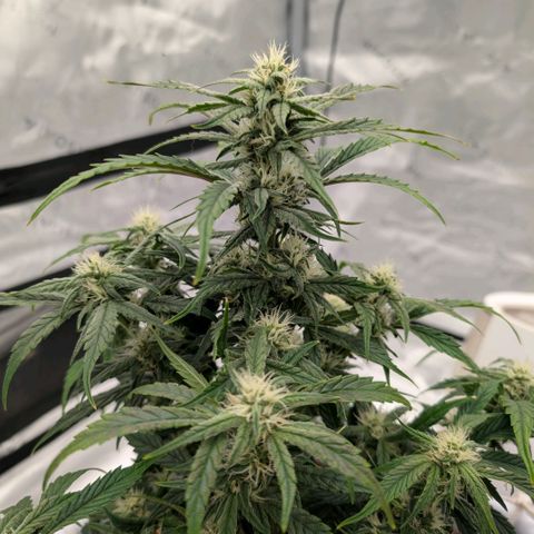 Double Grape growlog timeline photo
