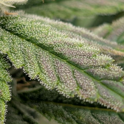 Double Grape growlog timeline photo
