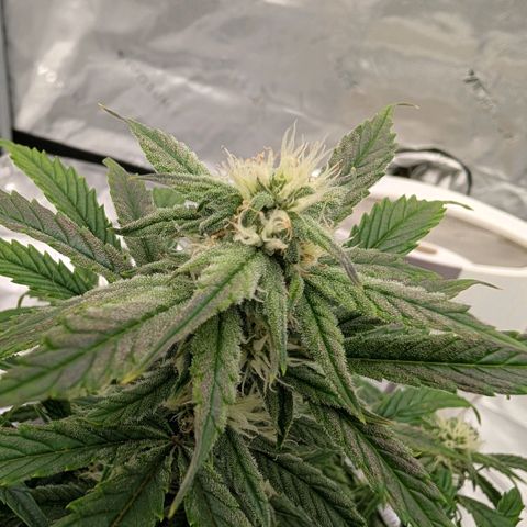 Double Grape growlog timeline photo