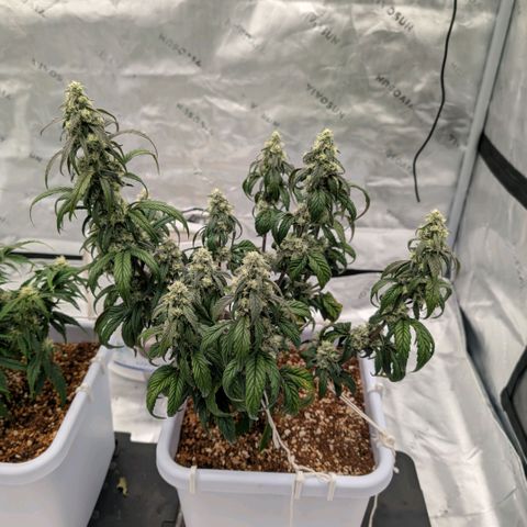 MephistO'z growlog timeline photo