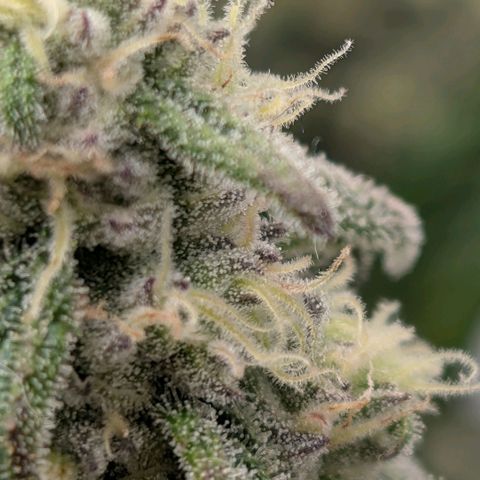 MephistO'z growlog timeline photo