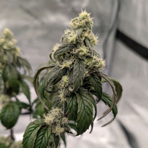 MephistO'z growlog timeline photo