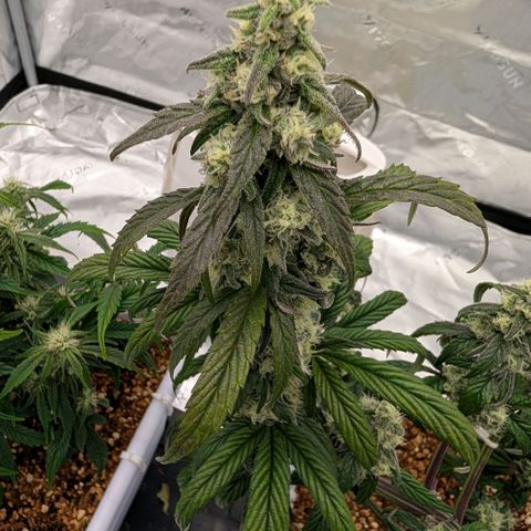 MephistO'z growlog timeline photo